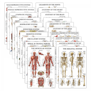 Set di grafici murali per l'insegnamento della medicina anatomica