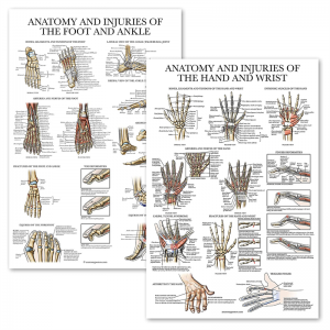 Set carta dinding pengajaran perubatan anatomi