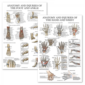 Set de diagrame de perete pentru predarea medicinii anatomice