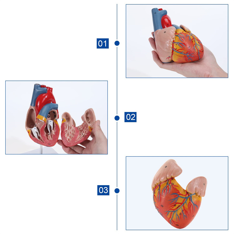 Acvsdab (1)