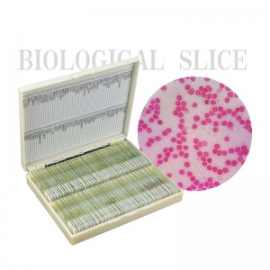 Fixed 100 Items Different Prepared Microscope Histology Slides Set
