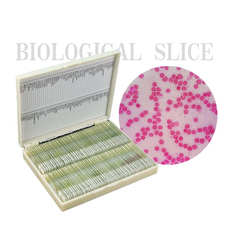 Fixed 100 Articuli Diversi Set di diapositive d'istologia di microscopiu preparatu