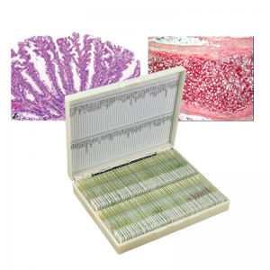 Nkuzi ndu oke ohia mmiri ozuzo Ihe nkiri nkuzi nkuzi nke mmadu ihe nkiri histopathology