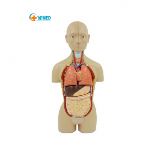 16 Part Torso Anatomical Model of Human Organs Assembled Trunk Model of Human Visceral Structure Human Torso Body Anatomy Model
