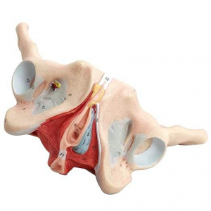 Female Pelvis Model with Pelvic Floor Muscles Nerves Ligaments for Science Education Midwife in Obstetrics Gynecology