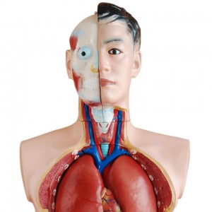 natūralaus dydžio žmogaus anatominis modelis 85cm vyriškas liemuo 19 dalių mokymo modeliai medicinos reikmėms