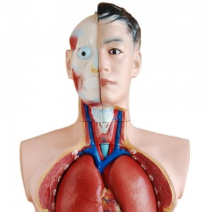 modela anatomîkî ya mirovî mezinahiya jiyanê 85cm torso mêr 19 beş modelên hînkirinê ji bo karanîna bijîjkî