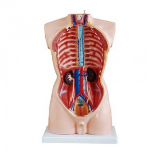 modela anatomîkî ya mirovî mezinahiya jiyanê 85cm torso mêr 19 beş modelên hînkirinê ji bo karanîna bijîjkî