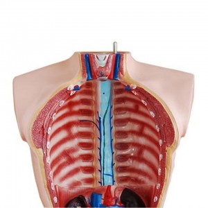 lub neej loj tib neeg anatomical qauv 85cm txiv neej torso 19 qhov chaw qhia qauv rau kev kho mob