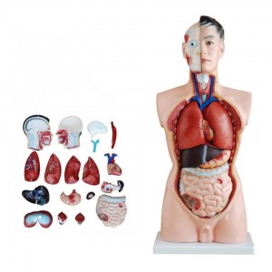 דגם אנטומי אנושי בגודל טבעי 85 ס"מ פלג גוף עליון זכר 19 חלקים לימוד מודלים לשימוש רפואי
