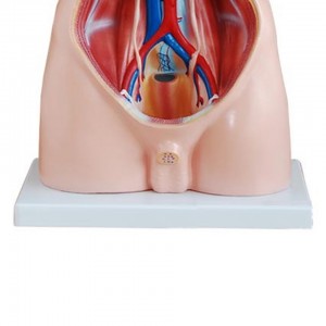 naturlig størrelse menneskelig anatomisk model 85 cm mandlig torso 19 dele undervisningsmodeller til medicinsk brug