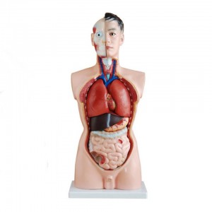 Modely anatomika olombelona habe 85cm torso lahy 19 ampahany mampianatra modely ho an'ny fitsaboana