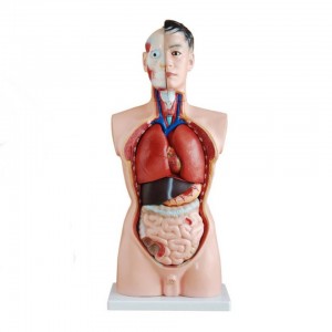 hupenyu saizi yemunhu anatomical modhi 85cm murume torso 19 zvikamu zvekudzidzisa mamodheru ekushandiswa kwekurapa