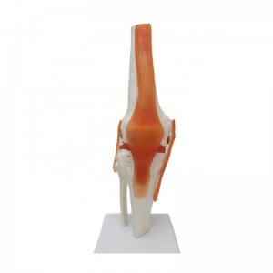An anatomical medical model of a human knee and ligaments