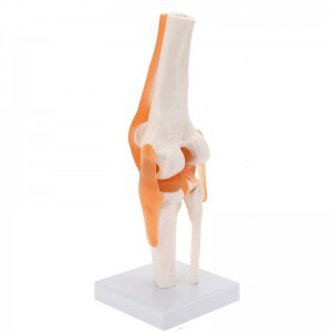 Anatomski medicinski model ljudskog koljena i ligamenata