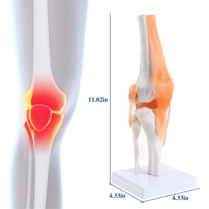 Un model medical anatomic al unui genunchi uman și al ligamentelor