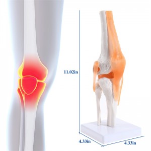 İnsan dizi ve bağlarının anatomik tıbbi modeli