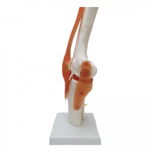 An anatomical medical model of a human knee and ligaments