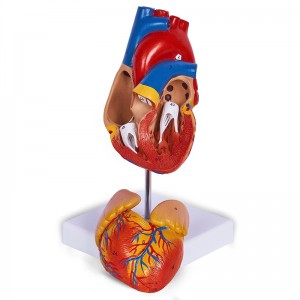 Life-size two-part magnetic heart anatomy model