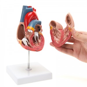 Model anatomi jantung magnét dua bagian ukuran hirup
