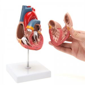 Todelt magnetisk hjerteanatomimodell i naturlig størrelse