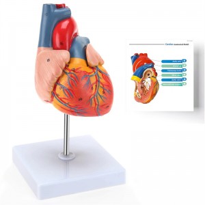 Life-size twa-dielige magnetyske hert anatomy model