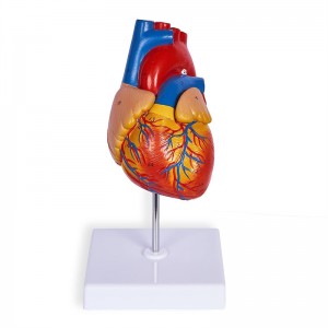 Life-size two-part magnetic heart anatomy model