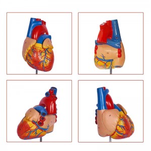 Qaab nololeedka laba-qaybood ee magnetic heart anatomy model