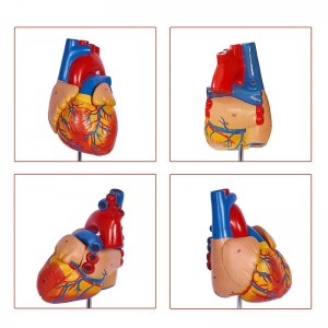 Life-size two-part magnetic heart anatomy model