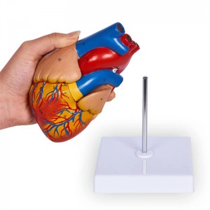 Life-size two-part magnetic heart anatomy model