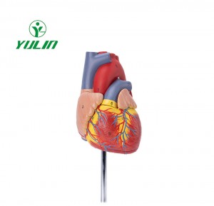 Model lidského vědeckého srdce v životní velikosti Anatomický model lidského srdce pro studenty medicíny gumový model srdce