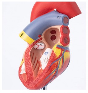 Znanstveni model človeškega srca v naravni velikosti anatomski model človeškega srca za študente medicine gumijast model srca