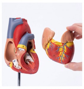 Naukowy model serca człowieka o naturalnej wielkości. Anatomiczny model ludzkiego serca dla studentów medycyny. Gumowy model serca