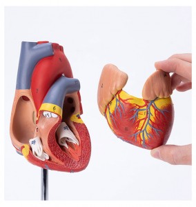 Life Size Human Scientific Heart Model anatomisk human hjertemodel til medicinstuderende gummihjertemodel