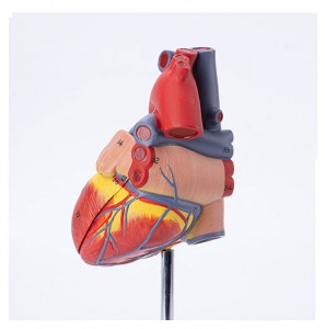 Imodeli yenhliziyo yomuntu ye-Life size Human Scientific Heart Model yabafundi bezokwelapha imodeli yenhliziyo yerabha