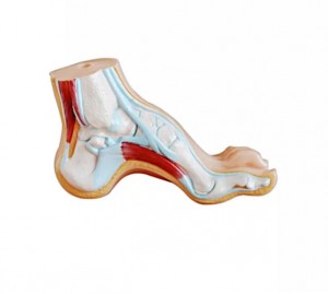 Medical science teaching demonstration anatomy human pathological foot anatomy Flatfoot high arched foot model