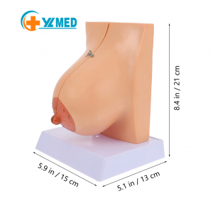 Human Breast Model Female Breast Anatomical Model Teaching Medical School Nursing Student Class Course Lab Study Clinic CE/ISO