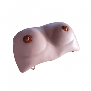 Medical Science Anatomy Breast Examination Plastic Anatomical Model Manikin for Teaching Resources