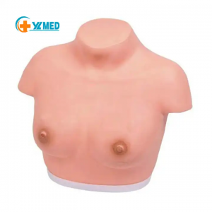 Simulator Yechikadzi Kuongorora Uye Palpation Breast Self Examination Model yemukadzi Kuongororwa hutano hwezamu