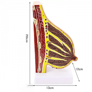 Ikẹkọ Ikẹkọ Ijiya ti ilu ti anatomical idaji omi anatomical Awoṣe Anatomical Awoṣe ati isinmi awoṣe ọsan idaji