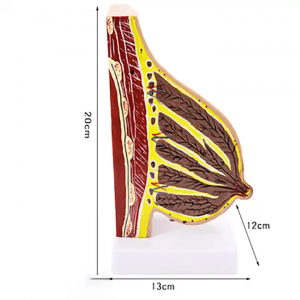 Medical training model Female breast care anatomical half milk anatomical model lactation and rest half milk model