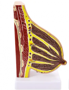 Ikẹkọ Ikẹkọ Ijiya ti ilu ti anatomical idaji omi anatomical Awoṣe Anatomical Awoṣe ati isinmi awoṣe ọsan idaji