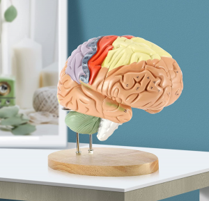 Human Brain Model Anatomy Display Stand Life Size Color Human Brain Anatomical Model for Teaching Science Classroom Study