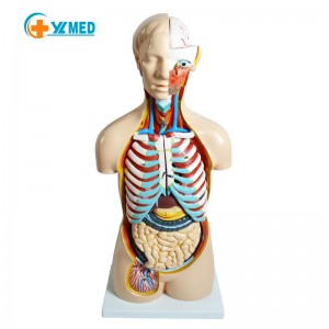 Medical Science Teaching Anatomical 85CM Life Size Removable Organs Human Body Torso Models With 20 Parts for School Education