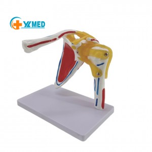 Anatomical Model 1:1 Life Size Shoulder Joint Model Ligament Teaching Supplies Medical Science Shoulder Human Skeleton Model