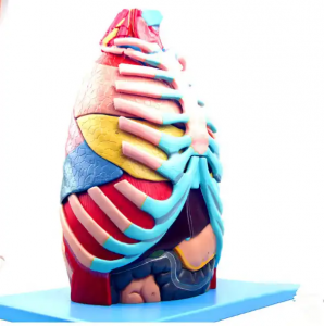 Udiri thoracic hetomical emomical cheby anatomical nlereanya
