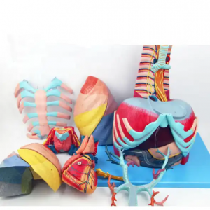 Udiri thoracic hetomical emomical cheby anatomical nlereanya