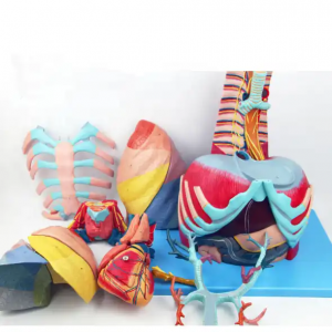 Human Thoracic Cavity anatomical Model Chest Anatomical Model