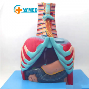 Human Thoracic Cavity anatomical Model Chest Anatomical Model