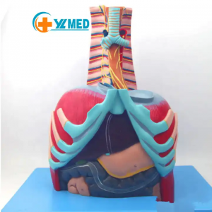 I-Human Thoracic Cavity Anatomical Model Chest Anatomical Model